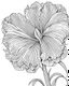 Placeholder: real massive Iris flower coloring page