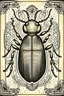 Placeholder: vintage, gothic, steampunk drawings of a beetle, sepia-toned