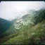 Placeholder: Dusty Miller foliage in the mountains, polaroid