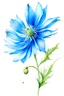 Placeholder: blue Chicory flower water color on white background