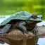 Placeholder: pepe the frog riding a snapping turtle on the edge of a muddy pond