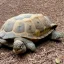 Placeholder: tortoise goes on a picnic