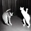 Placeholder: Old Creepy photo of new years eve cats dancing