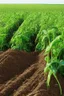 Placeholder: cover crops protecting the land from soil erosion