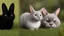 Placeholder: A black cat staring a white rabbit in the forest.