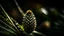 Placeholder: In the winning macro photograph by John Eyre, a branch adorned with a solitary fir cone stands as a testament to the allure of nature in coniferous forests. The lush evergreen branches of spruce and pine trees, intertwined with the essence of a maritime pine, create a stunning green flora forest. This beautiful landscape showcases the majesty of fir trees and the elegance of fir trees, nestled within an enchanting evergreen forest.