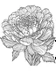 Placeholder: real massive peony flower coloring page