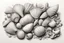 Placeholder: A bunch of seashells drawn in pencil