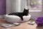 Placeholder: photo from An (black-purple cat) napping in a silver-white moonlights in windows, hyper-realistic, detailed, hypermaximalist, octane render, high textures, ultra realism, photorealistic, perfect symmetry, stunning