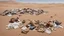 Placeholder: desert with things people have lost piled on the ground