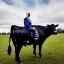 Placeholder: joe biden as a cow