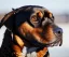 Placeholder: owl owl began chase rottweiler rottweiler rottweiler rottweiler in a snow landscapepitbull, really, HD, viscous, muscular dog, super heroes dog