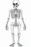 Placeholder: skeleton. Outline, sketch style, only use outline, mandala style, clean line art, white background, no shadows, no clear wall, coloring page.