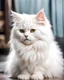 Placeholder: white fluffy cat, pers himalay
