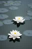 Placeholder: A white lotus flower on a dark water surface, symbolizing purity and beauty