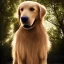 Placeholder: A golden retriever wearing a leather jacket standing in a park, dramatic, dramatic lighting, volumetric lighting, hyperrealism, 8k, high quality, photorealistic, lot of details