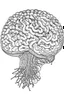 Placeholder: outline art for brain coloring pages, white background, sketch style, full body, only use outline, clean line art, white background, no shadows and clear and well