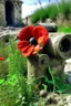 Placeholder: poppies growing out of a big abandon corroded old cannon