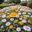 Placeholder: a large group of erantis in a flower bed where the flowers are made like fried egg