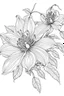 Placeholder: coloring book image of clematis