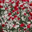 Placeholder: close up photo of different red and white withered flowers, soft light, 100mm lens, f / 2.8 , unreal engine 5.1, ultra high resolution, photorealistic, ultra high detail, octane render, beautiful,