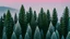 Placeholder: pine forest in the mountains