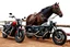 Placeholder: a motorcycle(harley davidson pan america 1250) next to a different motorcycle(Indian Springfield Dark Horse) , next to a horse who's tied by the reins to a wood railing. white background. dirt ground. silkscreen style image