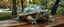 Placeholder: master oil painting by Rembrandt, close up portrait of transparent translucent dragon turtle sleeping on a bench in the park