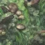 Placeholder: microphotography mushroom growing in a mossy dense lush green woods, high definition, detail, HD, 8k, realistic, 3d rendering, blender, photography, fisheye, bulge, tilt shift blur