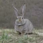 Placeholder: coke mountain powerline rabbit