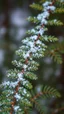 Placeholder: A mesmerizing close-up shot of a fern . Delicate snowflakes glisten, frozen in time, against a magical forest backdrop. The detailed evergreen branches create a vivid and beautiful natural background