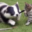 Placeholder: Badger playing with cat