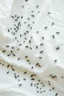 Placeholder: A bed with white sheet covered with black ants