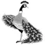 Placeholder: white, A peacock in flight, vector, white background, outline, with images neatly contained within the background, just black and white color, full body, no color. Front view.