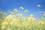 Placeholder: bottom half canola, detailed, top half sky, nature photo