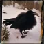 Placeholder: black puff ball of fluff raven crow corvid in the snow vintage polaroid