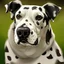 Placeholder: Hermoso perro Dalmata arte caricatura