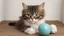 Placeholder: funny cat with not bright ball