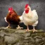 Placeholder: 2 chickens and a stone as a childrens bookcover