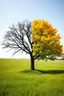 Placeholder: generate an image of a large tree in the middle of a field. one half of the tree represents evil. it is dark, out of focus and dead with no leaves or growth and the grass at its base appears dead. the other half of the tree represents good. it is bright, vibrant, healthy, full of leaves. the background should be a normal, average outdoor field. the theme is polarity and good vs. evil