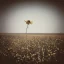 Placeholder: single long stem wildflower in a field, polaroid, moody, tender, vintage, award winning landscape photography, nature photography