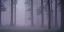 Placeholder: Deep forest with tall trees, misty, light rays, day time , misty