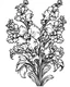 Placeholder: Snapdragon flower coloring pages