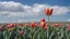 Placeholder: Tulipa, the camera is on the ground, the sky is blue with a few clouds