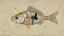 Placeholder: meditation of a fish, grotesque, collage, absurd, abstract, impressionism.minimal,