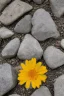 Placeholder: small beautiful flowers grow out of cracks in the grey stones and rocks