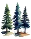 Placeholder: 2 isolated spruce/pine trees with ground shadow, stylized graphic with watercolor