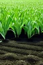 Placeholder: Rice plant and tea plant are growing, each emerging from the ground on one side of the image.