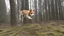 Placeholder: dog jumping in the forest