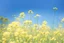 Placeholder: bottom is detailed canola in full bloom with side branches, top is sky, photography, darken stems compared to reference